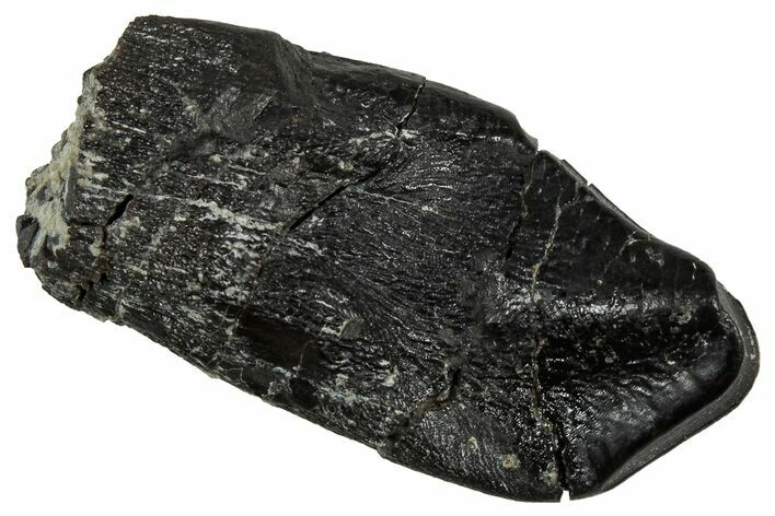 Fossil Camarasaurus Tooth Crown - Colorado #350732